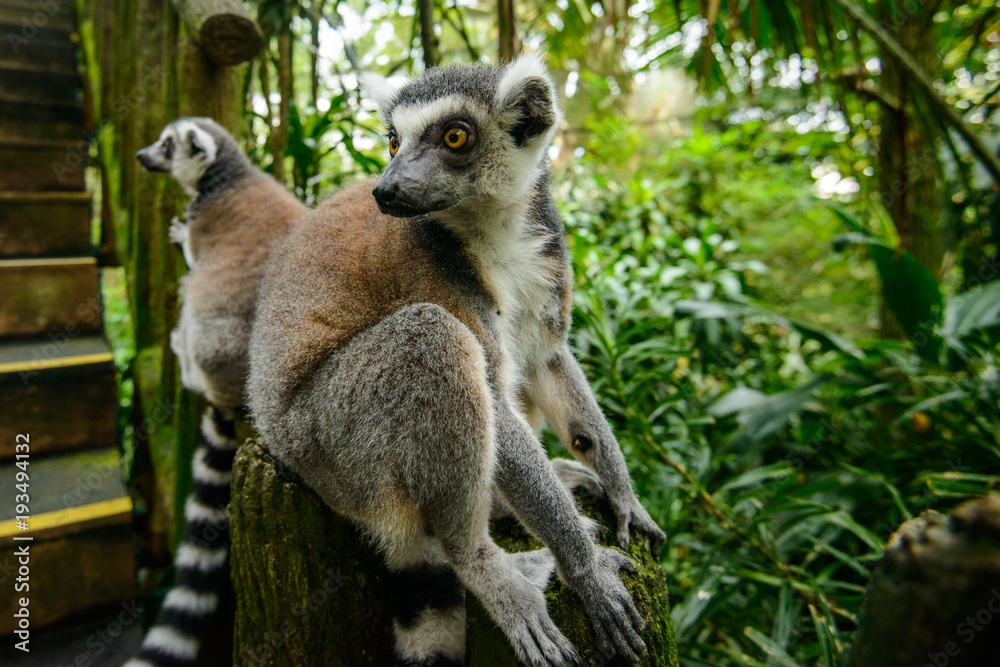 Fototapeta premium Ring-tailed Lemur (Lemur catta)