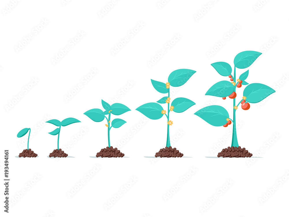Fototapeta premium Growth of plant, from sprout to vegetable. Planting tree. Seedling gardening plant. Timeline of seeding