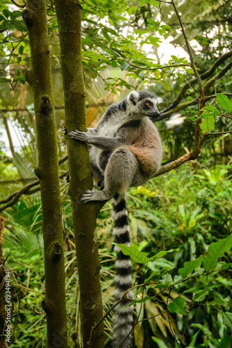 Ring-tailed Lemur (Lemur catta)