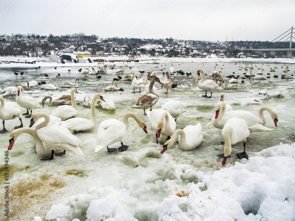 Naklejka premium Frozen Danube in Novi Sad and a lot of swans