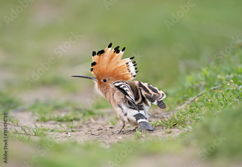 An unusual frame hoopoe with an open crown sits on the grass and shrugs. View from the back of the bird