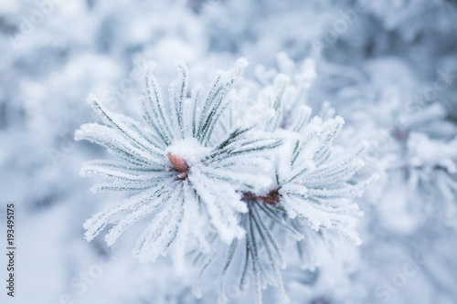 Hoarfrost on conifer tree needles bokeh background