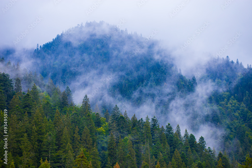 Amazing view of the forest mountains in the steam. Gloomy mountain landscape