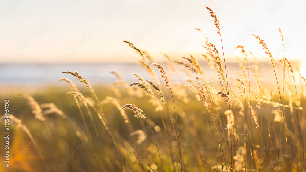Selective soft focus of beach dry grass, stalks blowing in the wind at golden sunset light, horizontal, blurred sea on background, copy space/ Nature, summer, grass concept - obrazy, fototapety, plakaty 
