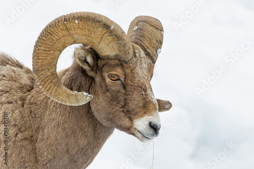 Bighorn