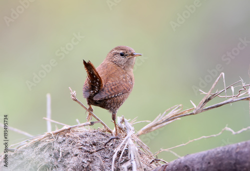 Eurasian wren sits on a log with green gras  is shot from back on blurred green background photo