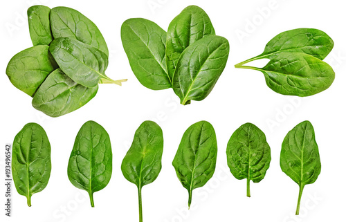 Healthy diet. spinach. greenery. For cooking food. Diet. For your design. isolated. photo