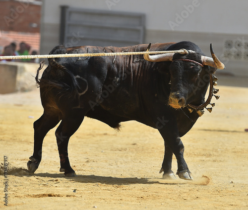 toro en españa