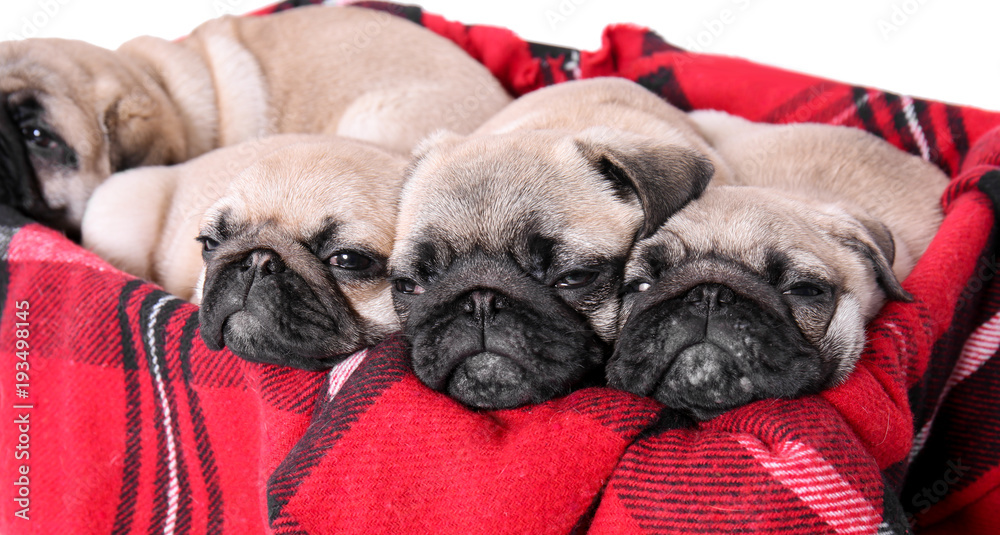 Cute pug puppies lying in box with soft plaid