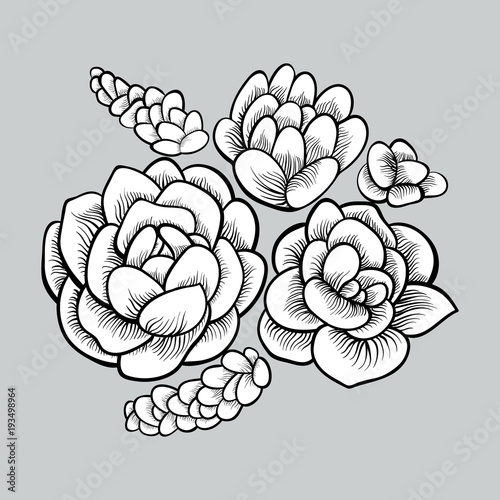 Hand drawn succulents collection, ink vector illustration