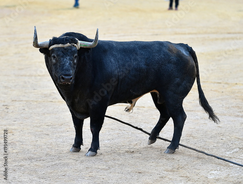 toro en españa