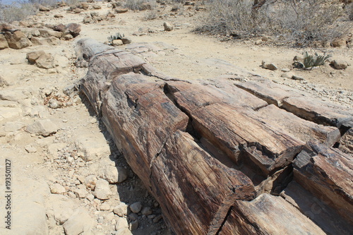 Versteinerter Baumstamm in Namibia