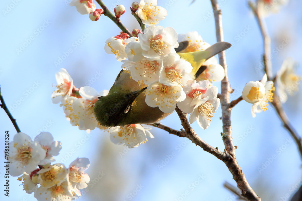 メジロと梅の花