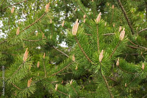 Natural background of fir branches with cones and foliage
