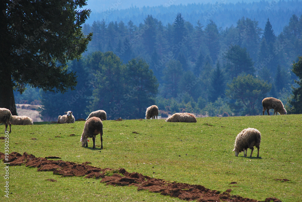 Fototapeta premium Green fields in the English countryside with grazing sheep and blue sky.