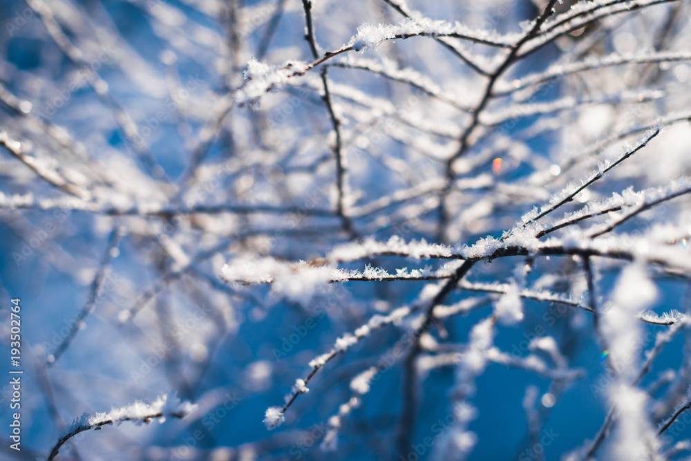 Frozen flower, branch and plant covered with hoarfrost and snowflakes, winter sunny solar morning. Close up macro selective focus. Blue sky background