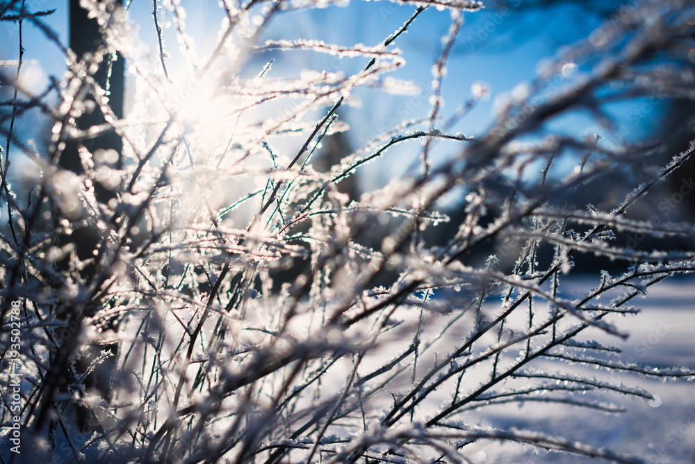 Frozen flower, branch and plant covered with hoarfrost and snowflakes, winter sunny solar morning. Close up macro selective focus. Blue sky background Frozen flower, branch and plant covered with hoarfrost and snowflakes, winter sunny solar morning. Close up macro selective focus. Blue sky background