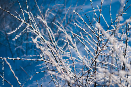 Frozen flower, branch and plant covered with hoarfrost and snowflakes, winter sunny solar morning. Close up macro selective focus. Blue sky background