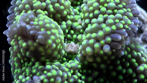 Ricordea florida Karibik-Scheibenanemone Fütterung Zeitraffer,Ricordea florida Karibik-Feeding Timelapse