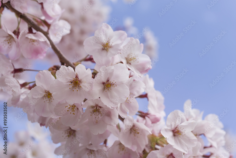 桜 桜