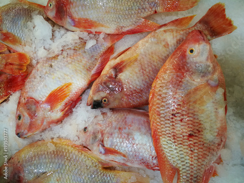 Red Tilapia/Ruby Fish in market,Shelves selling ruby fish in the market,Fresh pink frozen pomegranate fish on ice