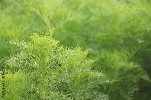 Dill plant green leaves herbs background in the garden organic for healthy vegetable spice herb