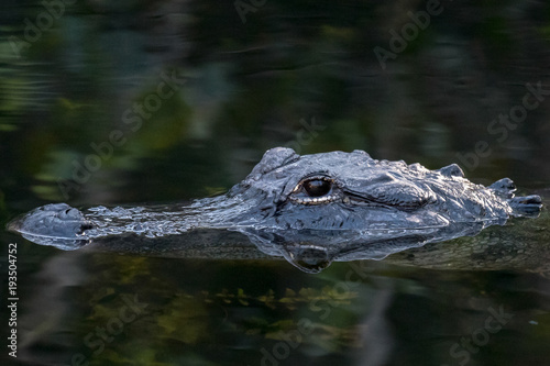 American Alligator Head reflecting in water