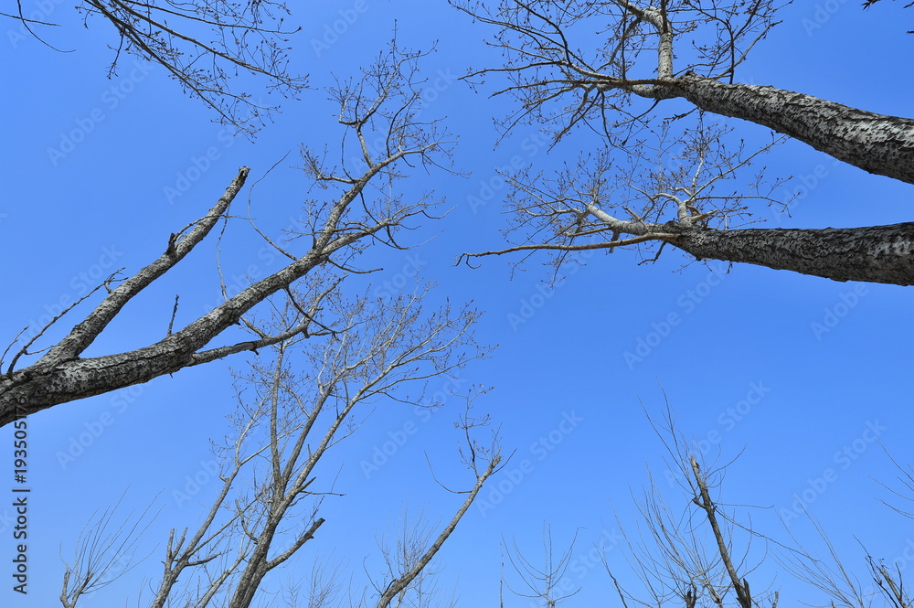 Obraz premium Dry desert landscape of trees