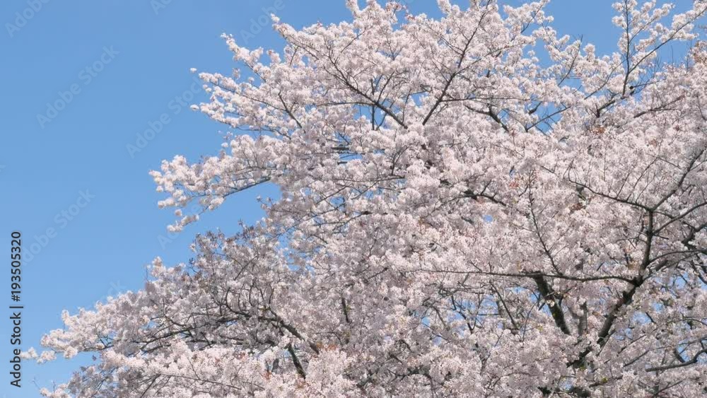 桜 ソメイヨシノ 桜 ソメイヨシノ