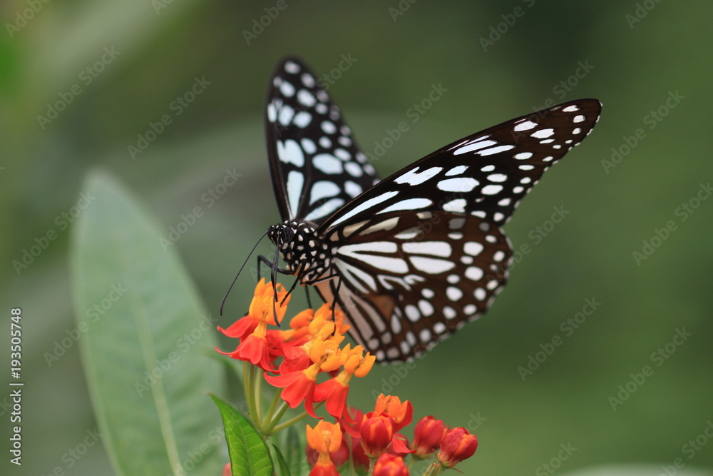 macro photography of blue monarch butterfly with milkweed plants macro photography of blue monarch butterfly with milkweed plants