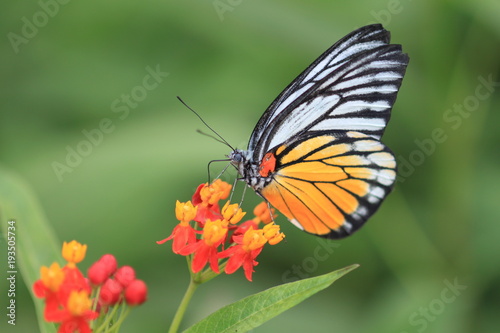 macro photography of Monarch butterfly with milkweed plant © mastersbaby0526