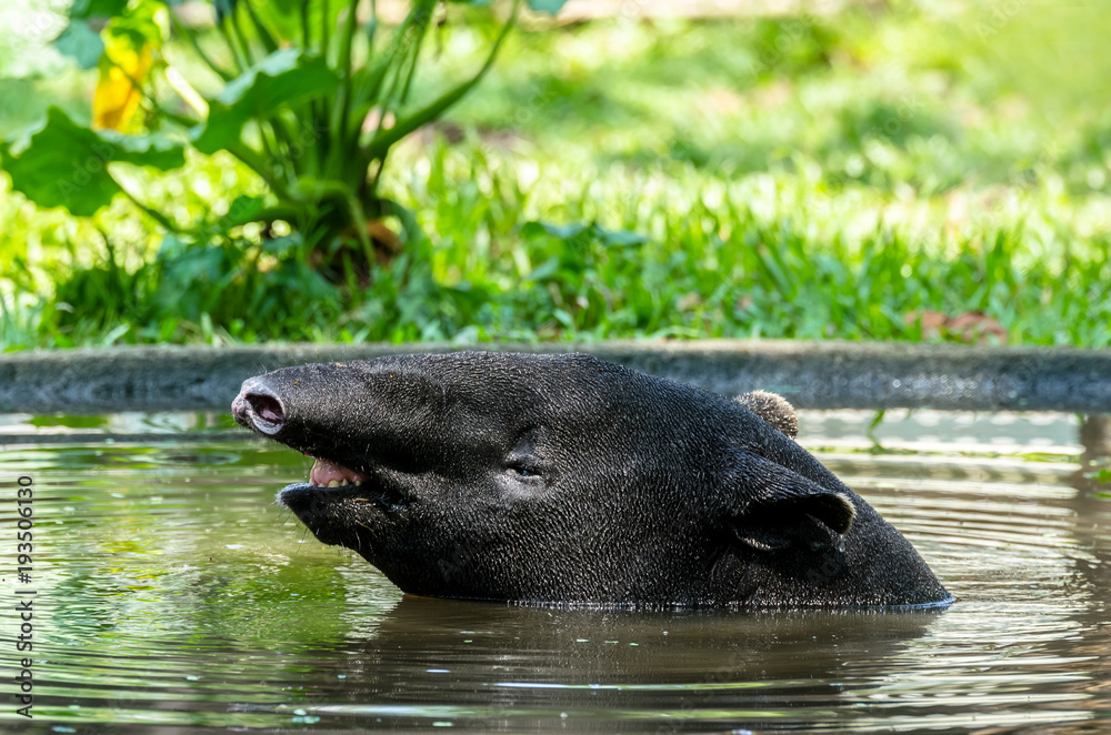 Naklejka premium Malayan Tapir (Tapirus Indicus) soak in water to relieve hot.