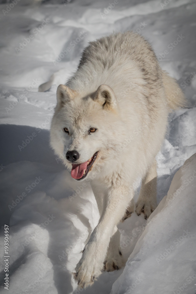 Arctic Wolf - Canis Lupus Arctos - Close-Up Arctic Wolf - Canis Lupus Arctos - Close-Up