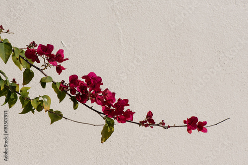 A branch of bougainvillea across a white wall in the sunshine photo