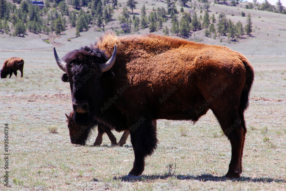 Colorado Bison / Buffalo Colorado Bison / Buffalo
