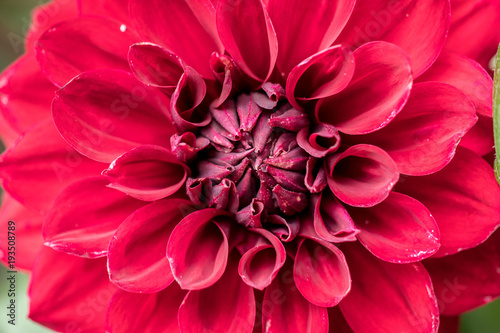 red Dahlia © Janelle