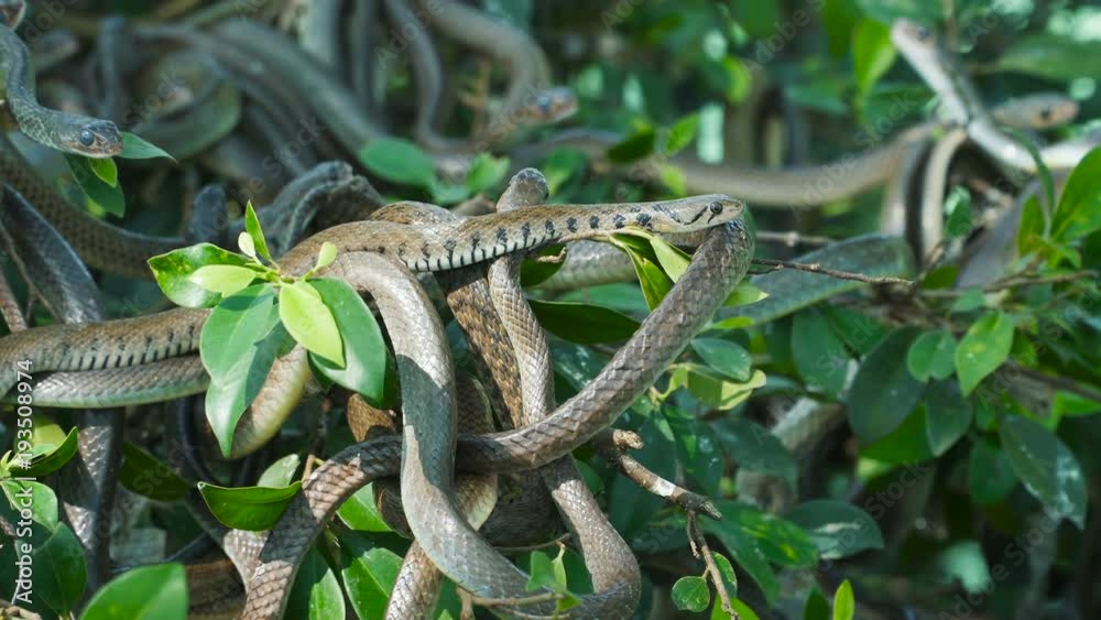 A portrait of the buff striped keelback on a tree branches- a species of nonvenomous colubrid snake found across Asia. A portrait of the buff striped keelback on a tree branches- a species of nonvenomous colubrid snake found across Asia.