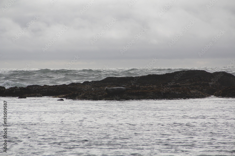 Harbor seals at breaking waves in Monterey Bay California
