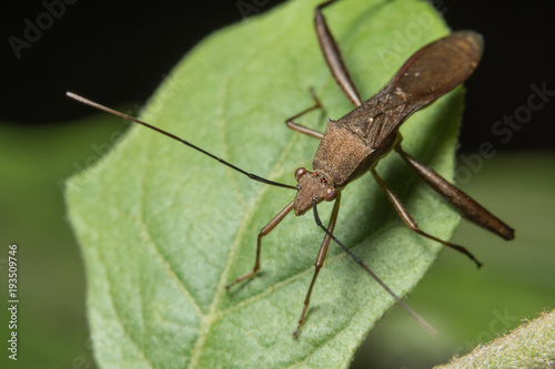 Hemiptera Leaf on leaf photo