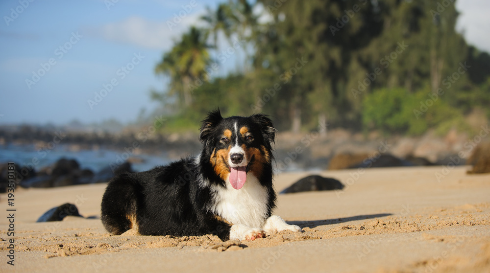 Australian Shepherd dog lying down on tropical beach