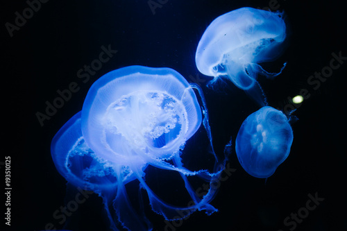 Blue Jellyfish Swimming Underwater
