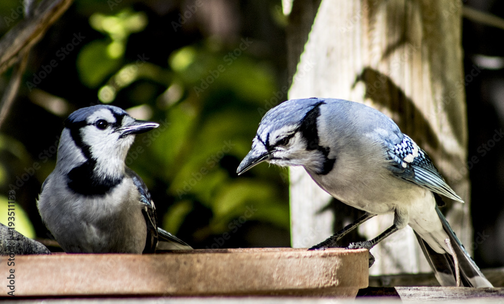 Beautiful Blue Jay birds in backyard with greenery, seed, other blue jays,  water bath Stock Photo