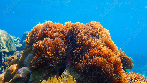 Beautiful coral reef in underwater
