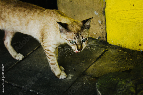 Angry Cat Hissing