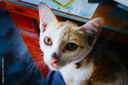 Closeup of Calico Cat