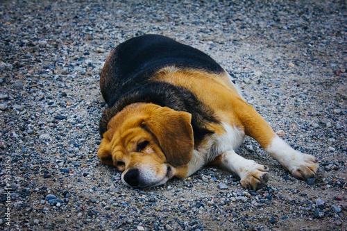 Fat Beagle Laying on Gravel