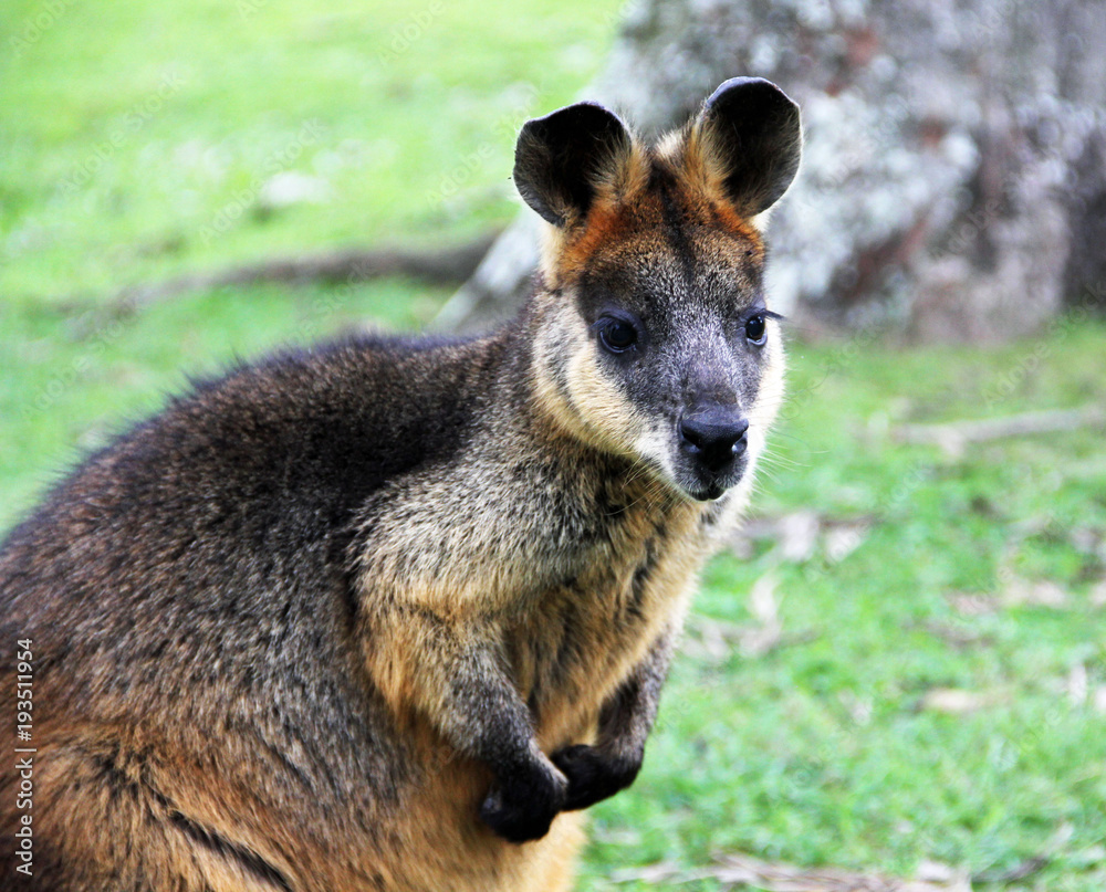 Naklejka premium Australian Wallaby