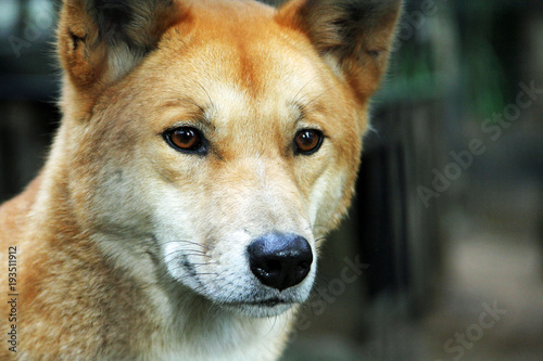 Close up of Dingo from Australia