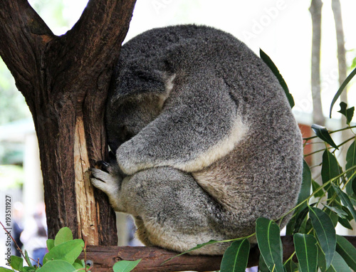 Funny Koala Bear (Having a bad day) from Australia