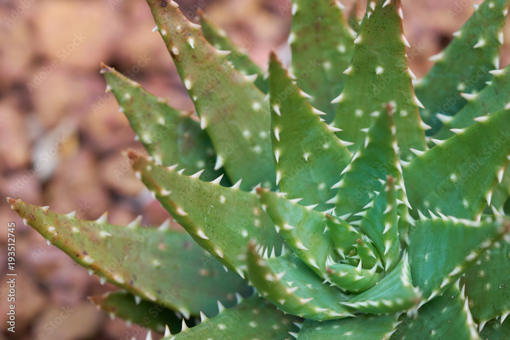 Aloe vera or Star cactus(Aloe barbadensis Mill) Jelly in Aloe Vera leaves contain many chemicals. Aloe vera or mucus of aloe vera treats burns, hot water, chronic wounds and ulcers. Aloe vera or Star cactus(Aloe barbadensis Mill) Jelly in Aloe Vera leaves contain many chemicals. Aloe vera or mucus of aloe vera treats burns, hot water, chronic wounds and ulcers.